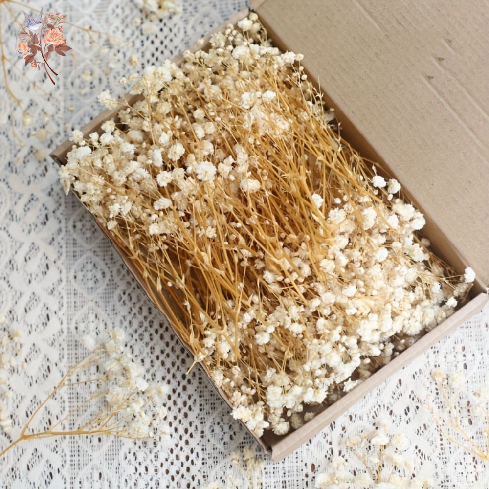 Craft Embellishment - 100pcs Bunga Baby's Breath Kering Mini